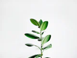 Plantes en pot dans angle de mur