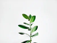 Scientifically Studied Plants