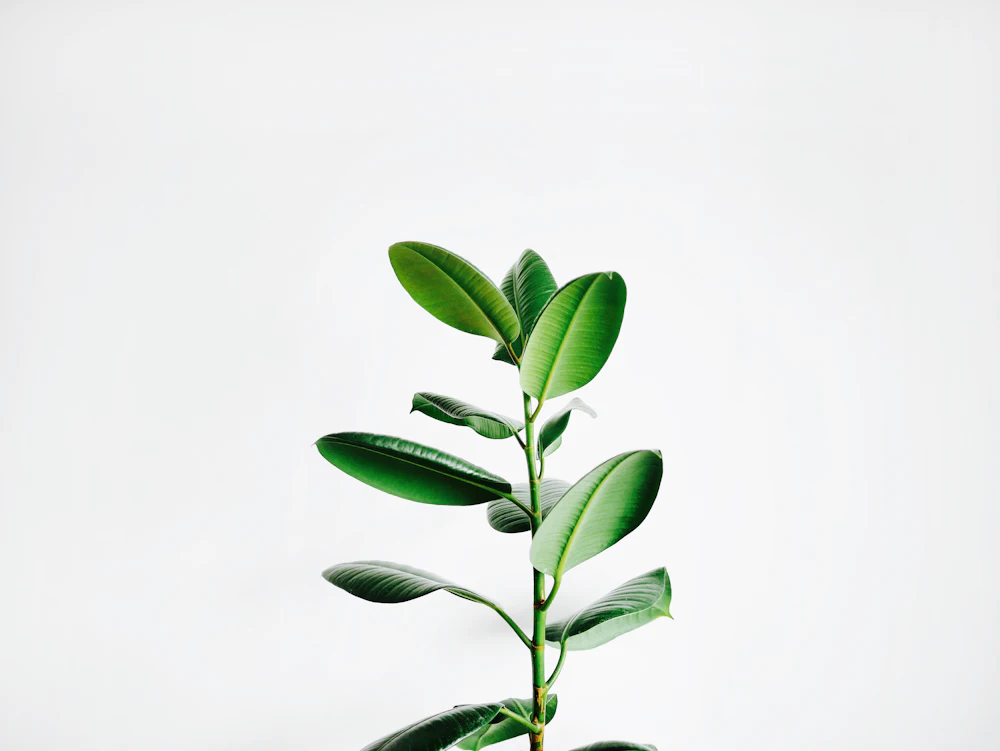 Plantes et nature, symbolique d'ancrage et de douceur
