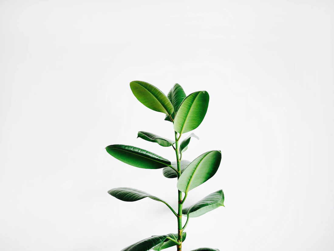 Plantas verdes y naturaleza