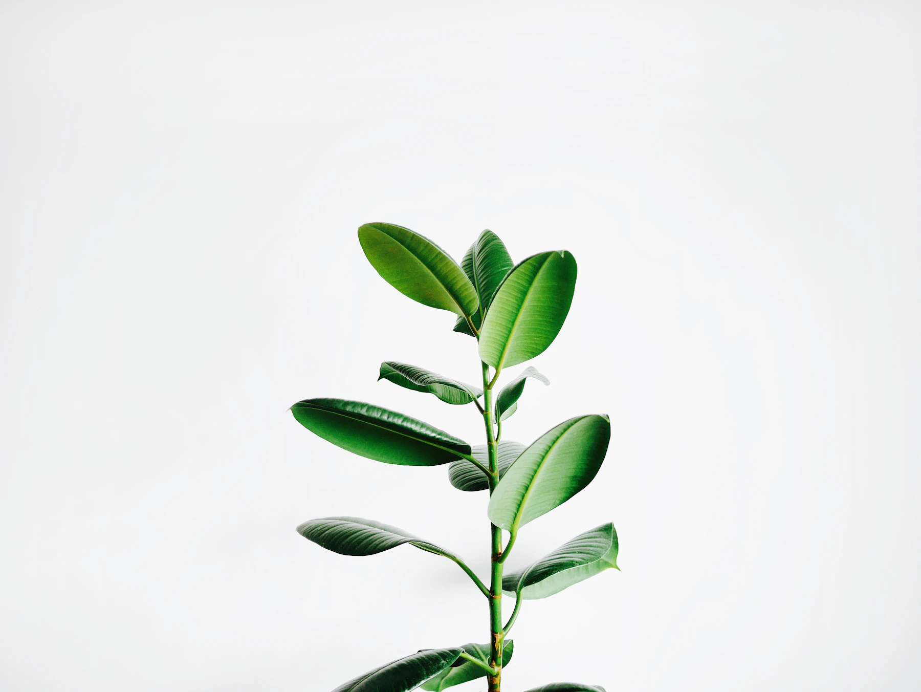 Lush green botanical leaves