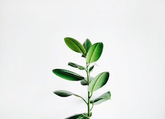 green leaf plant