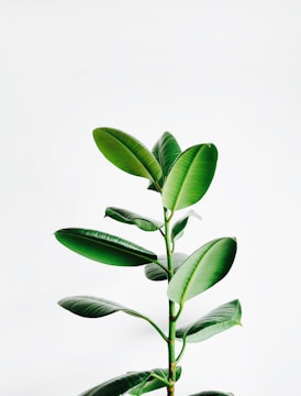 green leaf plant