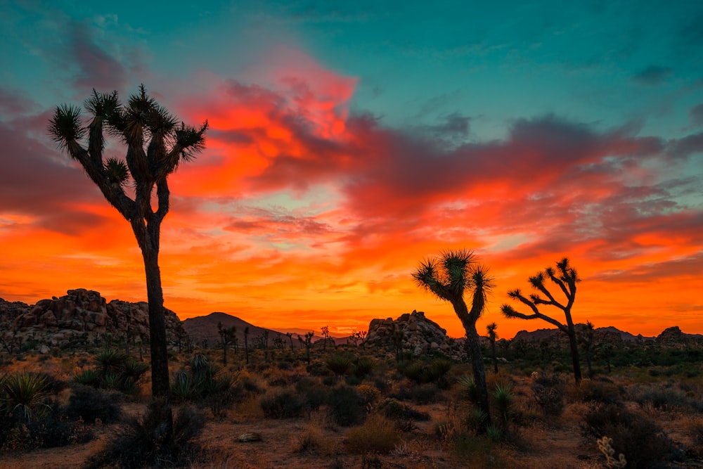 The orange sky over the desert with yucca palm trees in Joshua Tree National Park.