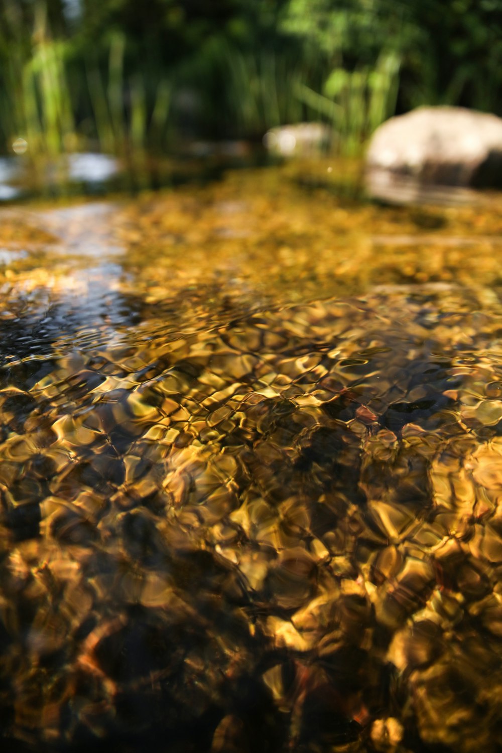 brown dried leaves on ground during daytime