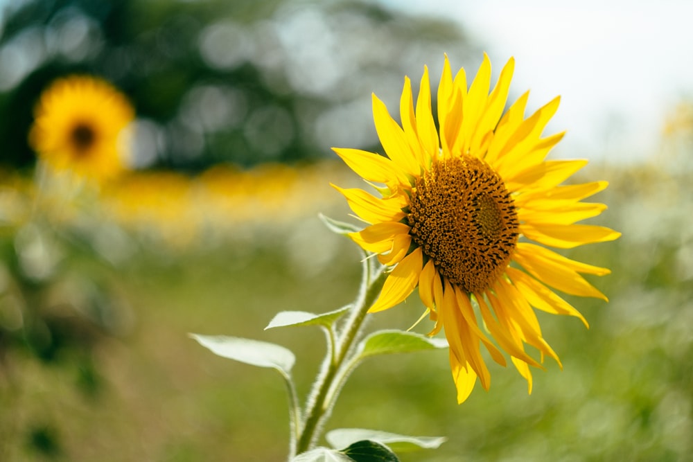 Gelbe Sonnenblume blüht