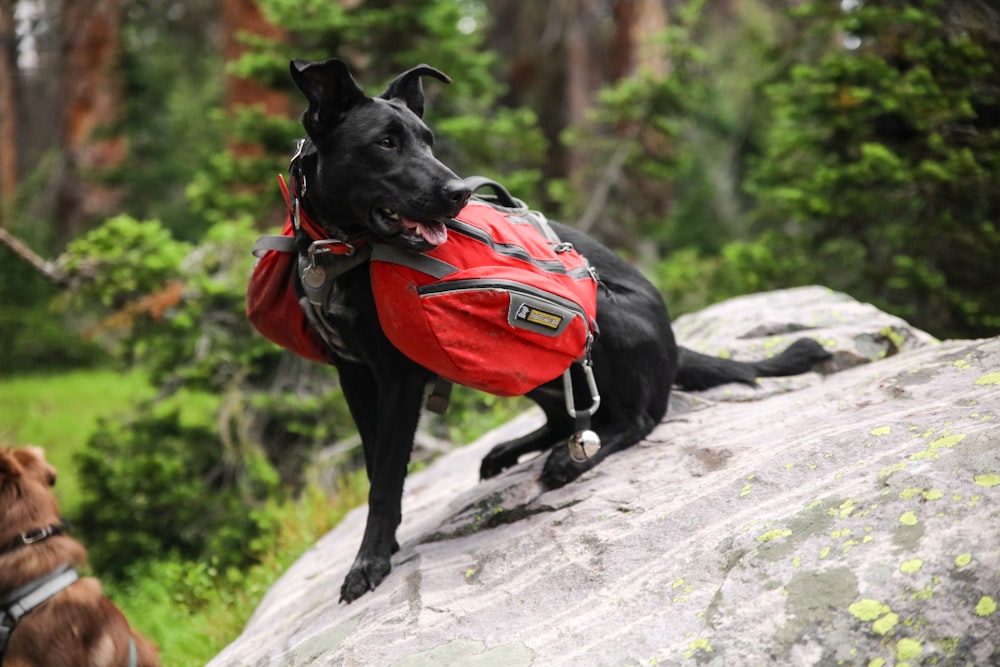 black short coat medium dog with red and black shirt on gray rock