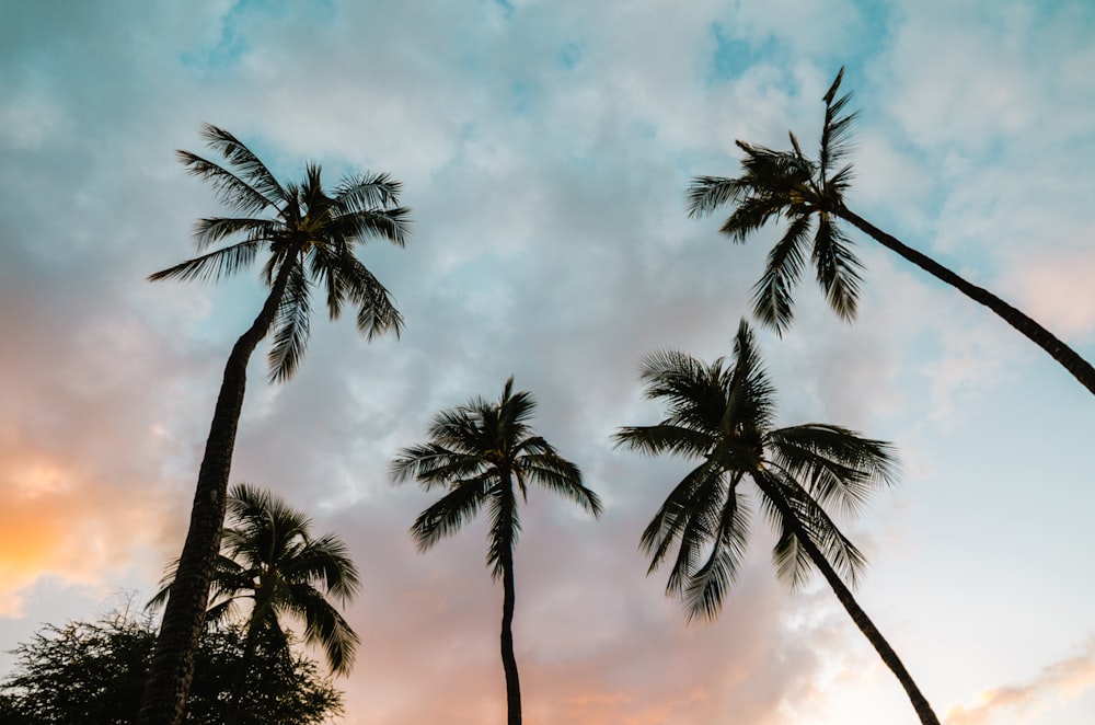 several trees during sunset