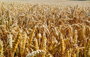 A vibrant assortment of golden wheat stalks swaying under the bright sun in a vast field.