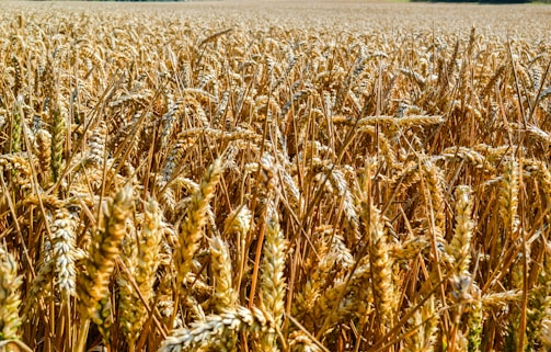 A vibrant field of golden wheat ready for harvest.