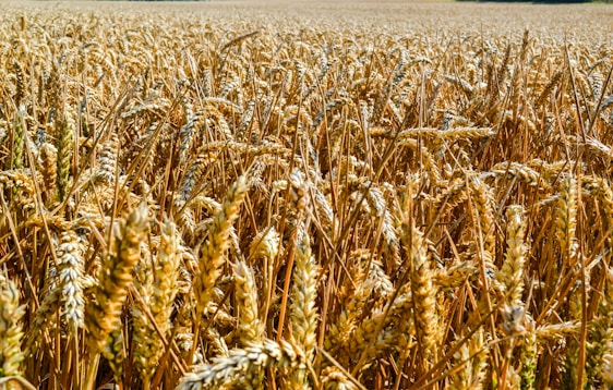 A sunlit field of golden wheat in Hanumangarh, with farmers inspecting vibrant green stalks of HD 5821 hybrid seeds.