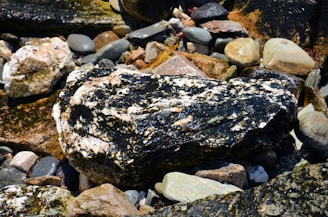 A large, textured rock with a mix of black and white mineral streaks sits among a collection of variously sized, smooth stones. The surface of the rock appears polished with some gleaming spots, possibly indicating moisture. The surrounding stones come in shades of gray, tan, and brown, creating a natural, earthy setting.