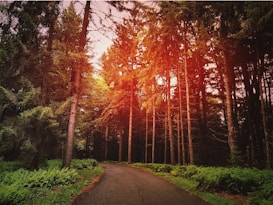 A serene forest scene with a winding paved path surrounded by tall, dense trees. Sunlight filters through the tree canopy, creating a warm, golden glow. Greenery, including ferns, lines the path, adding a rich, natural texture to the setting.