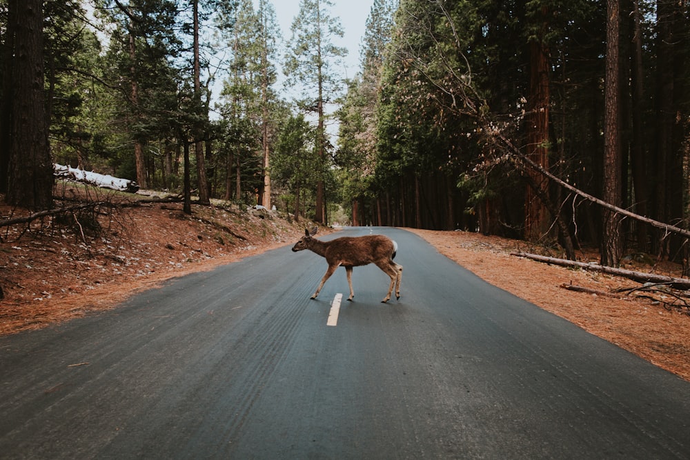 Ciervo marrón cruzando en la carretera durante el día
