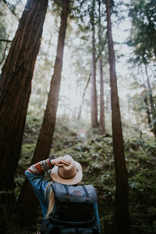 person wearing brown hat in forest in Muir Woods National Monument United States