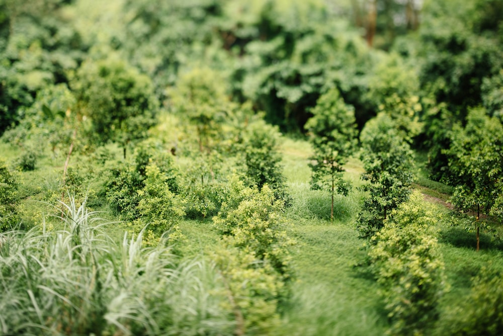 green trees