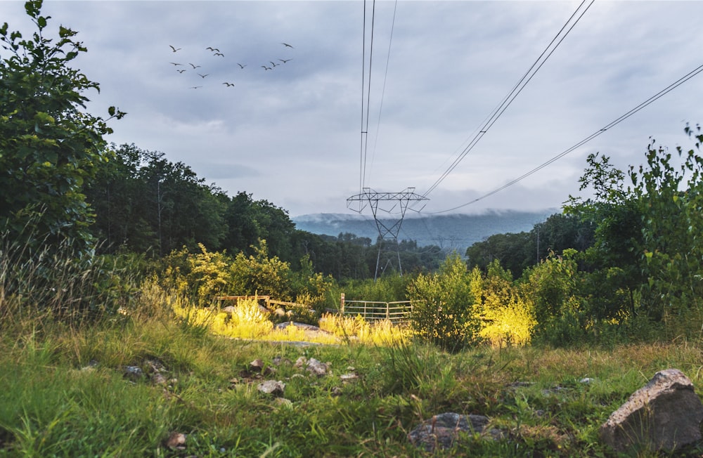 a view of a field with a power line in the background