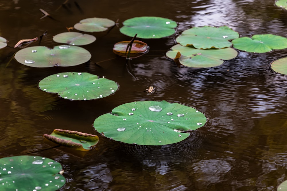 Nenúfares en el cuerpo de agua