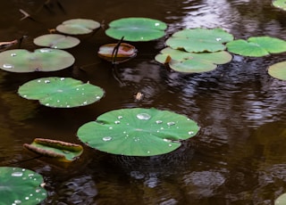 water lilies on body of water