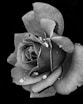 grayscale photo of flower