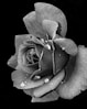 grayscale photo of flower