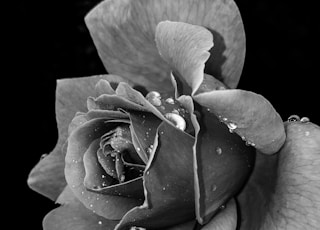 grayscale photo of flower