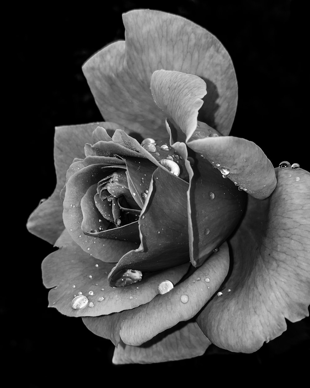 Foto en escala de grises de la flor