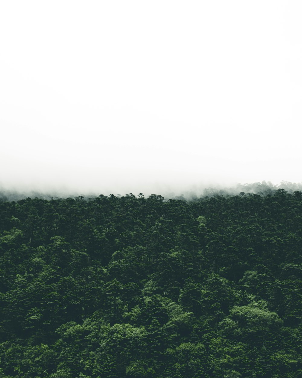 霧の日の緑の木々の写真