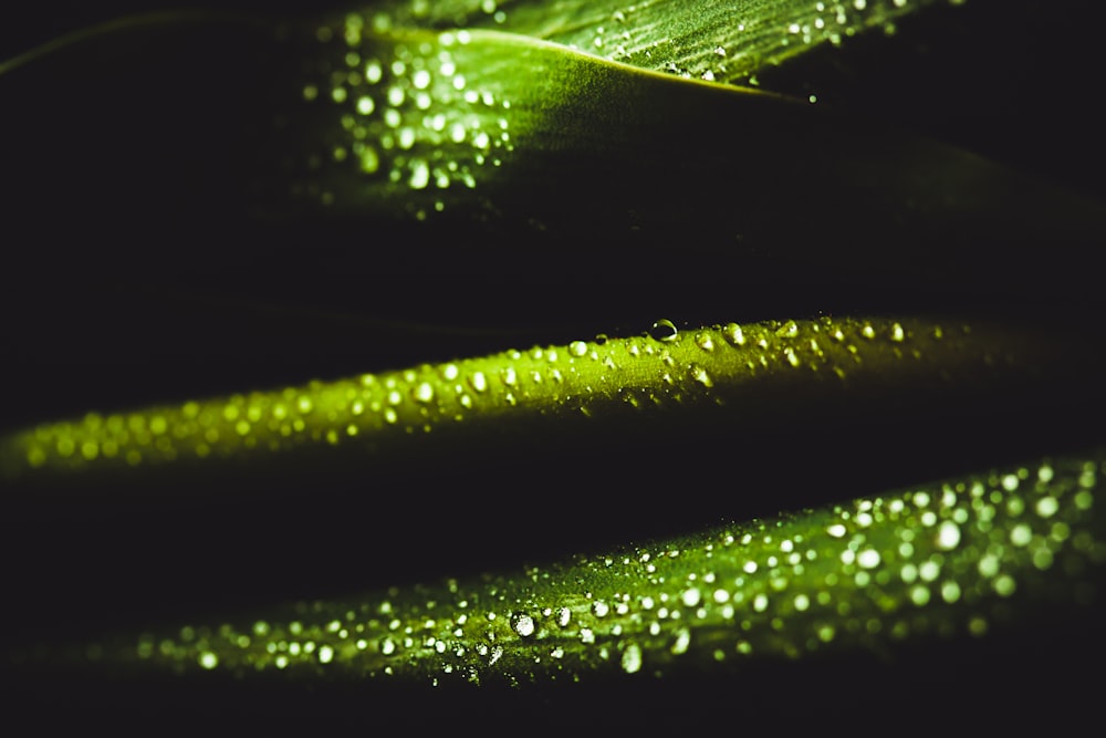 Fotografia macro de folha verde