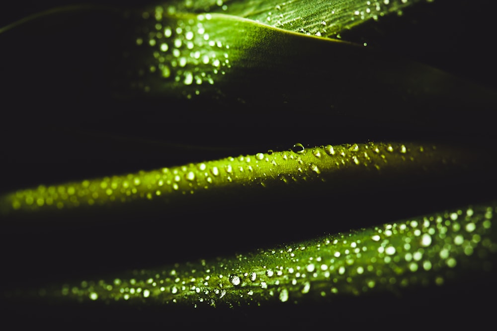 macro photography of green leaf