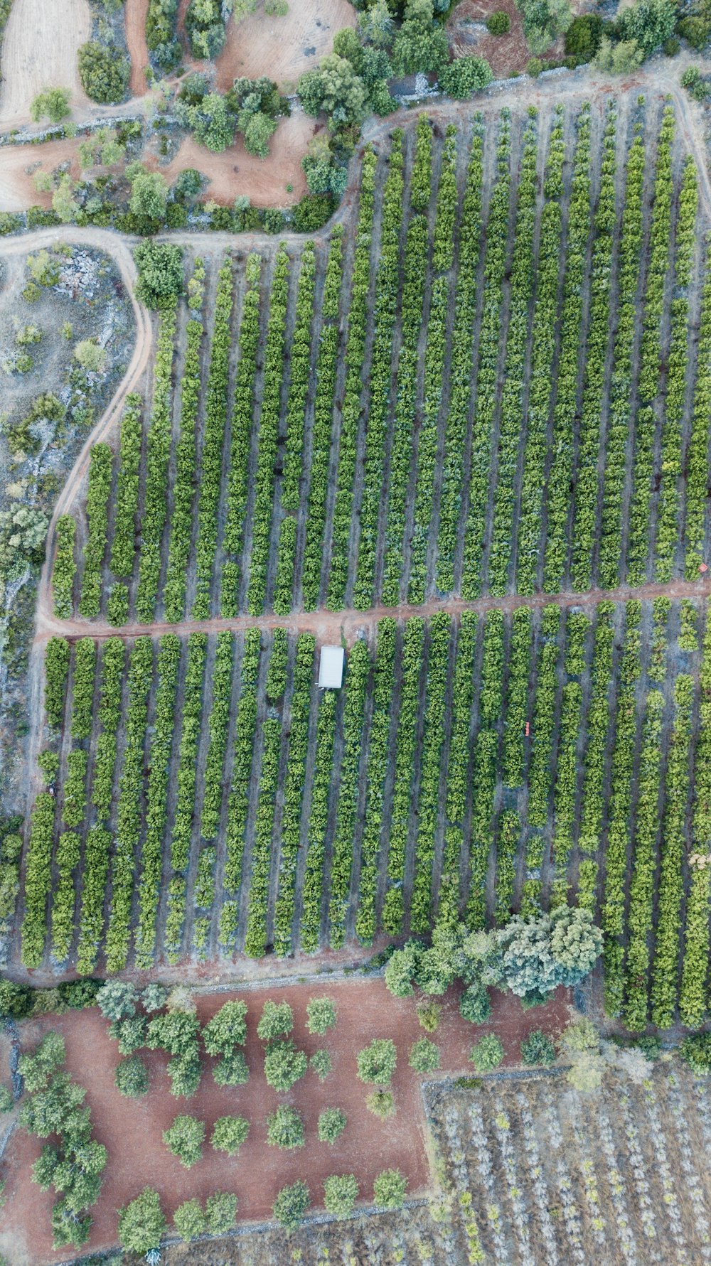 나무 밭의 항공 사진