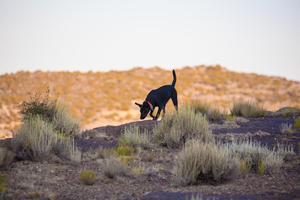 black short coat medium dog running on green grass field during daytime