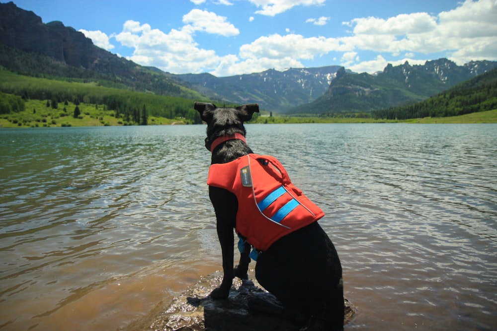 schwarzer Hund mit kurzem Fell trägt tagsüber orangefarbene Schwimmweste auf dem Wasser