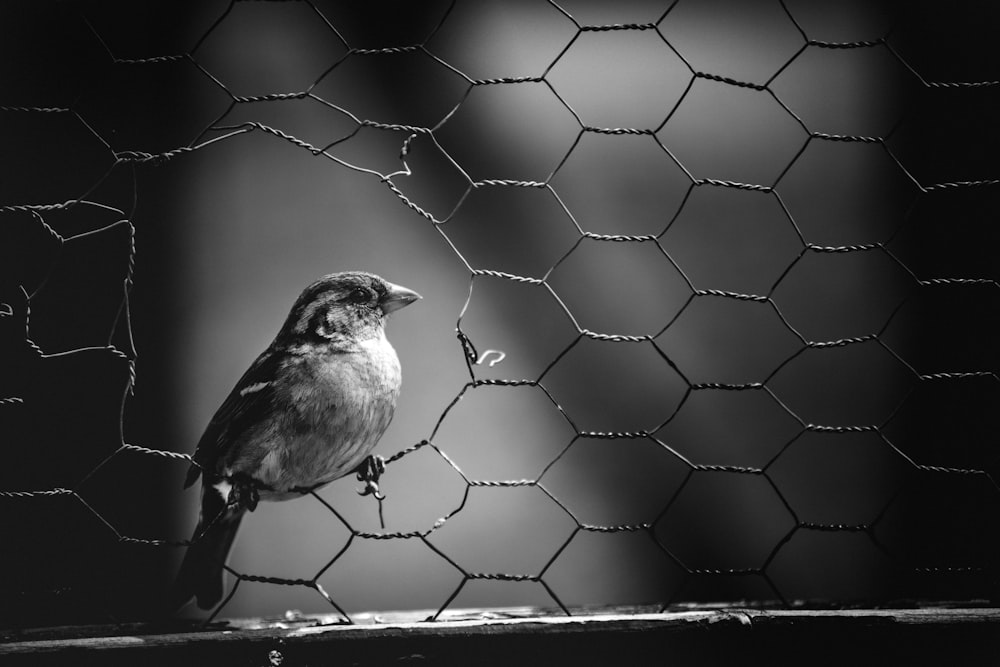 grayscale photo of bird on wire fence