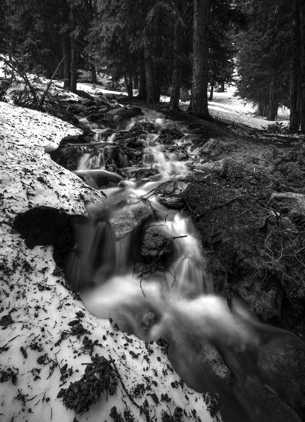 grayscale photo of tree near body of water