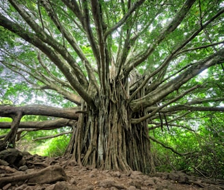 macro shot of brown tree