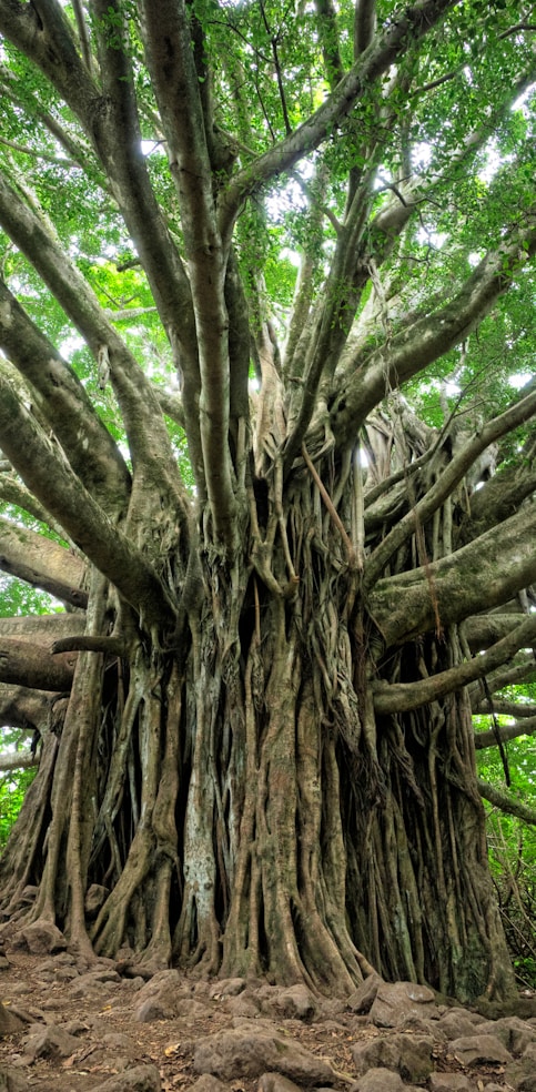 macro shot of brown tree