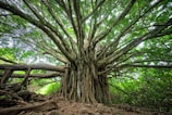 macro shot of brown tree