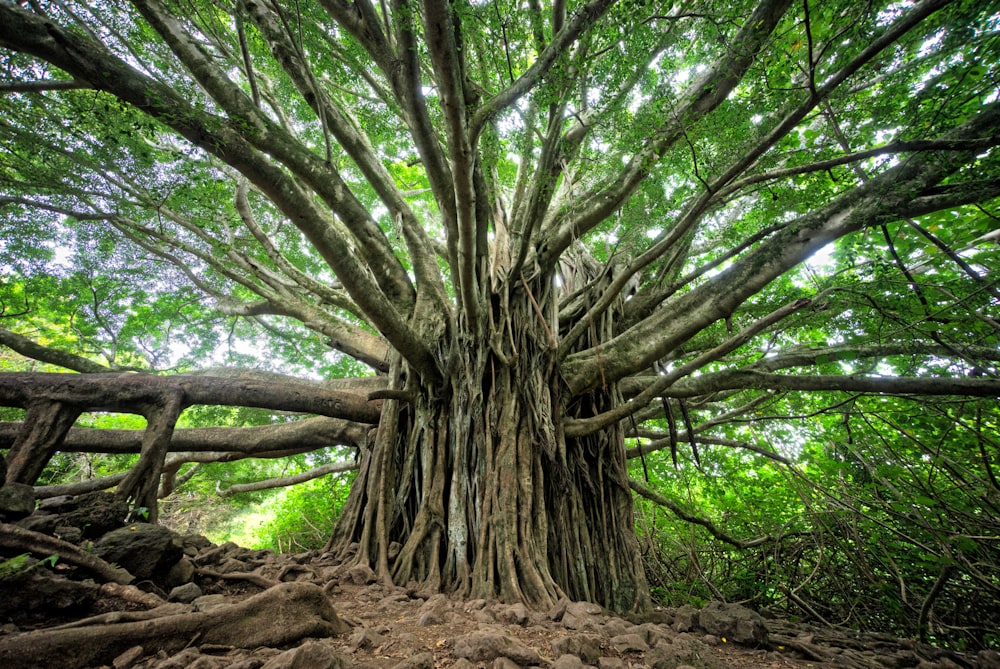 An ancient tree with branches spanning out from a think trunk