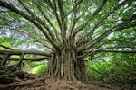 macro shot of brown tree