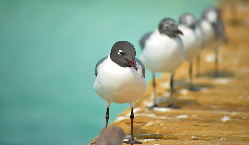 Photographie à mise au point peu profonde d’un oiseau sur le quai pendant la journée