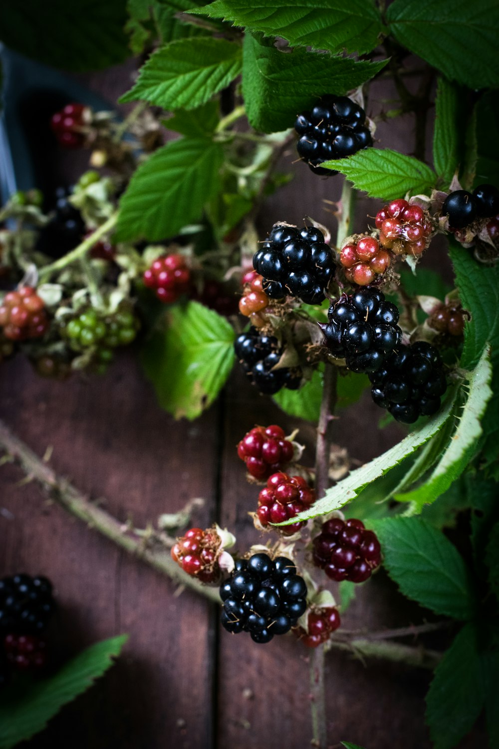 red and black raspberries