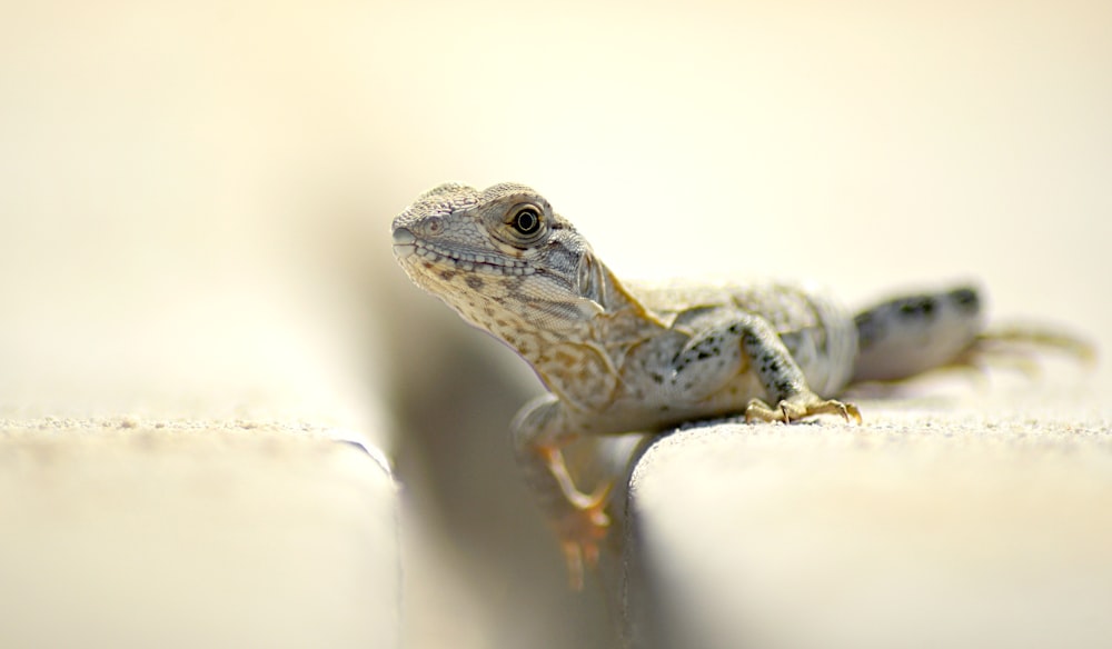 closeup photography of brown and white lizard