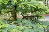 Close-up of a delicate juniper bonsai with intricate wiring on its branches.