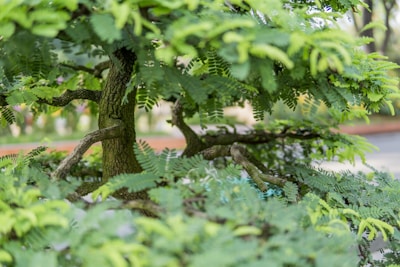 Close-up of a delicate juniper bonsai with intricate wiring on its branches.