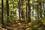 A sunlit forest path lined with towering ancient trees and vibrant green undergrowth.