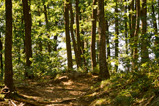 Sunlit forest path near the holiday home, showcasing lush green trees.