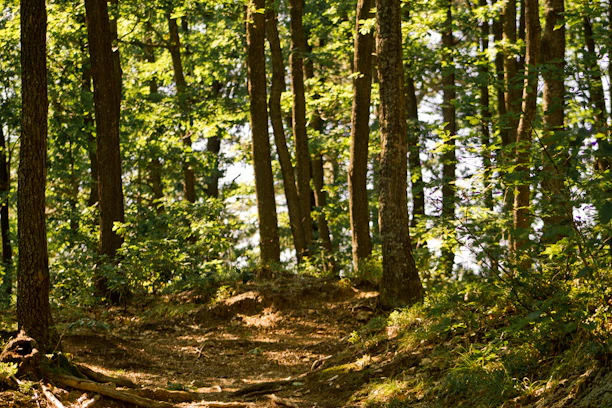 Sunlit forest path near the holiday home, showcasing lush green trees.