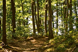 A sunlit forest path lined with towering ancient trees and vibrant green undergrowth.