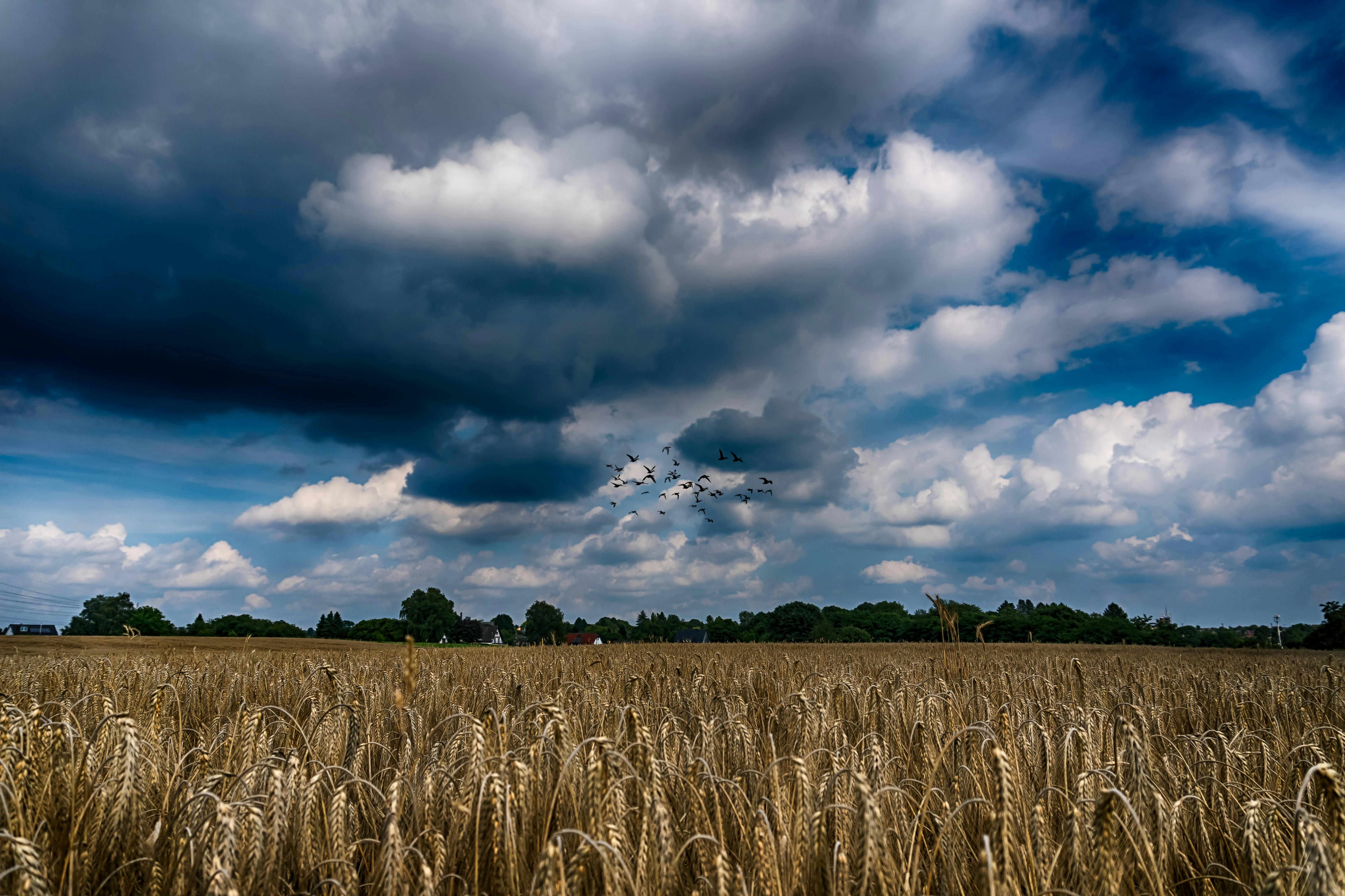 Western historical drama with golden wheat fields and dramatic sky in 1920s America
